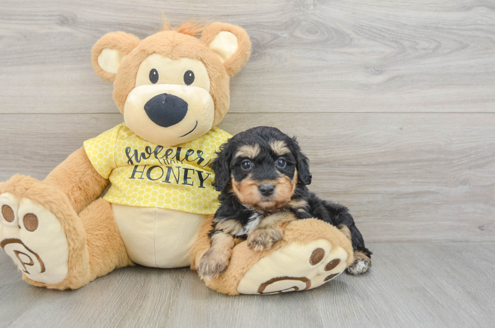 5 week old Mini Aussiedoodle Puppy For Sale - Premier Pups