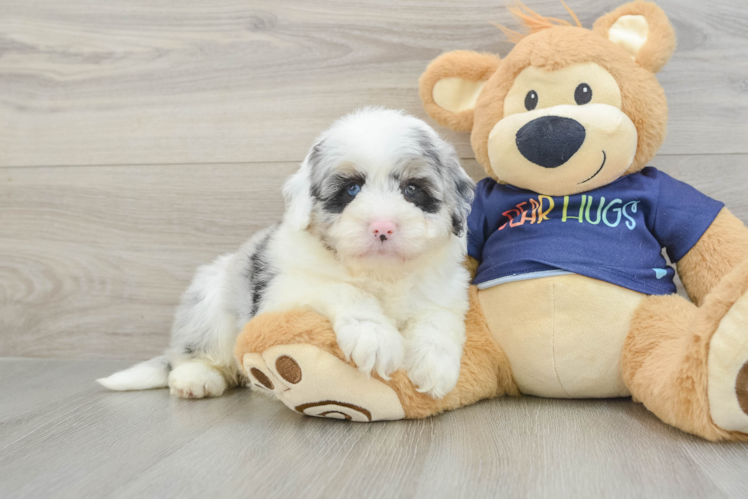 Mini Aussiedoodle Puppy for Adoption