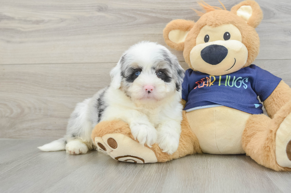 6 week old Mini Aussiedoodle Puppy For Sale - Premier Pups