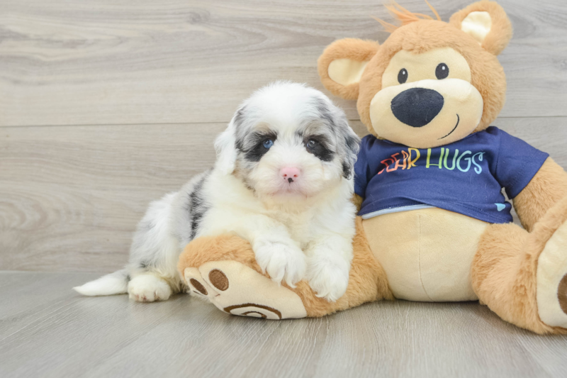 Meet Charlize - our Mini Aussiedoodle Puppy Photo 1/3 - Premier Pups