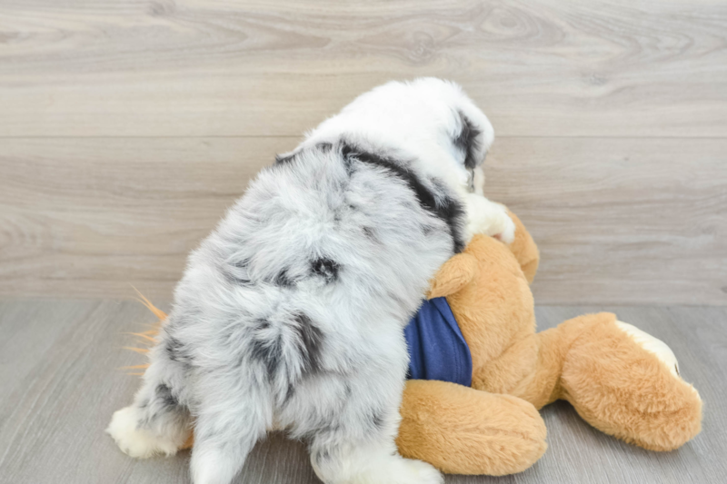 Meet Charlize - our Mini Aussiedoodle Puppy Photo 2/3 - Premier Pups