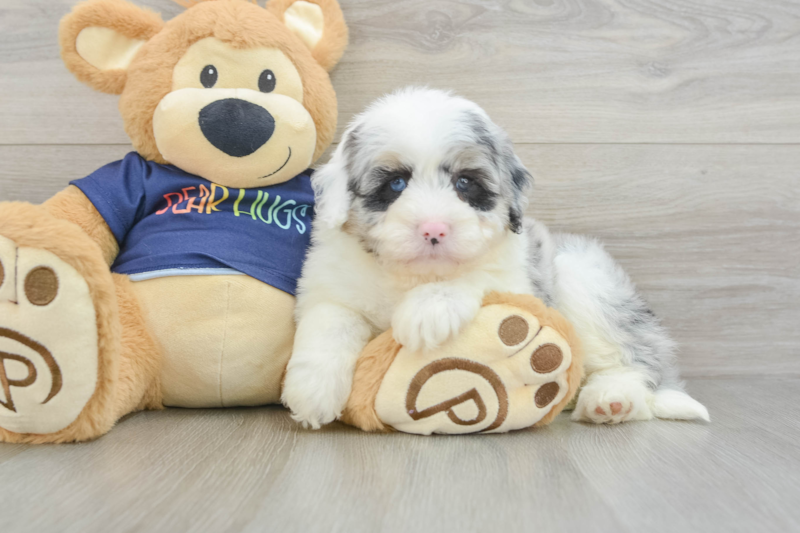 Meet Charlize - our Mini Aussiedoodle Puppy Photo 3/3 - Premier Pups