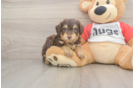 Mini Aussiedoodle Puppy for Adoption