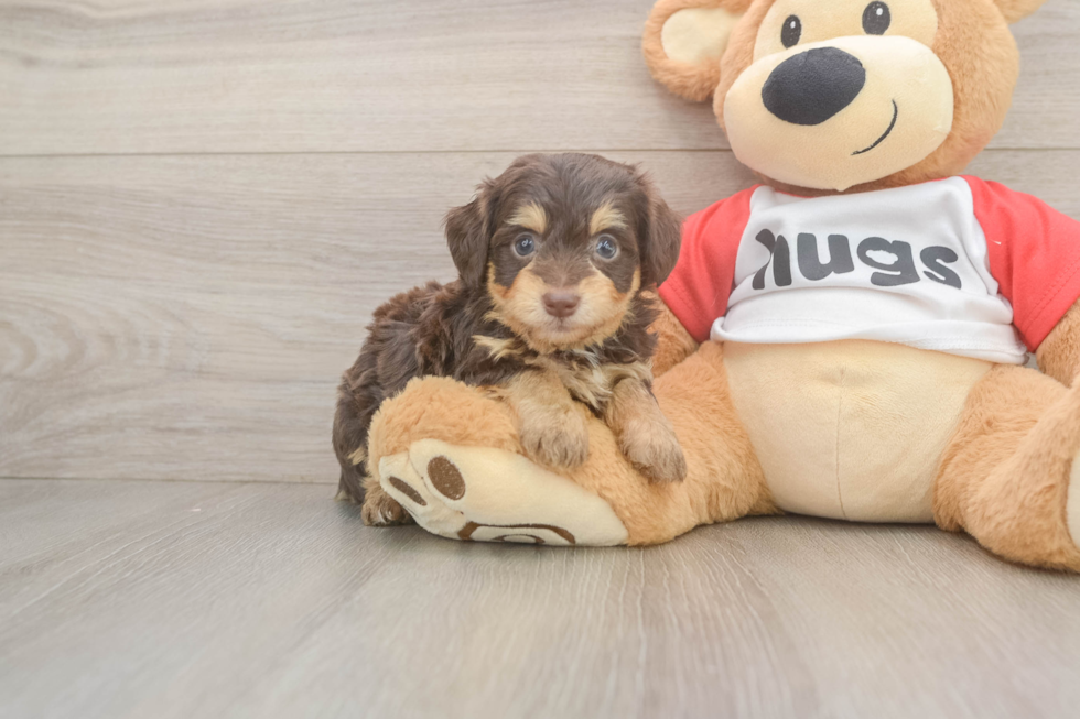 Mini Aussiedoodle Puppy for Adoption