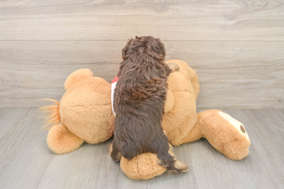Mini Aussiedoodle Puppy for Adoption