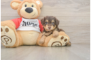 Smart Mini Aussiedoodle Poodle Mix Pup