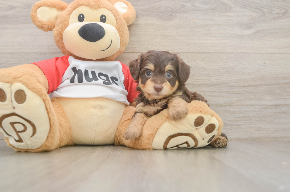 5 week old Mini Aussiedoodle Puppy For Sale - Premier Pups