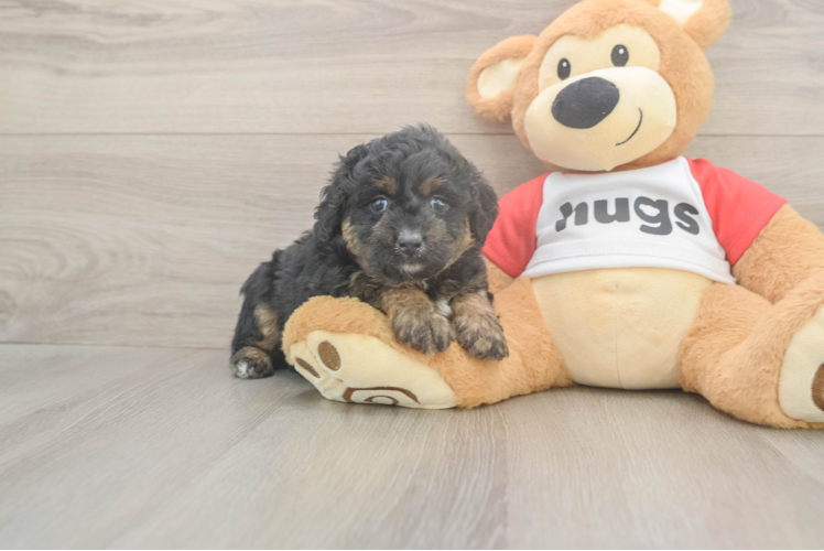 Cute Mini Aussiedoodle Baby