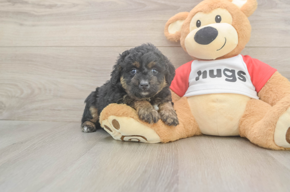 5 week old Mini Aussiedoodle Puppy For Sale - Premier Pups