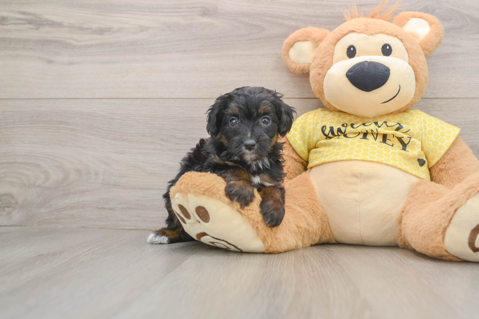 Friendly Mini Aussiedoodle Baby