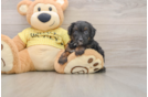 Hypoallergenic Aussiepoo Poodle Mix Puppy