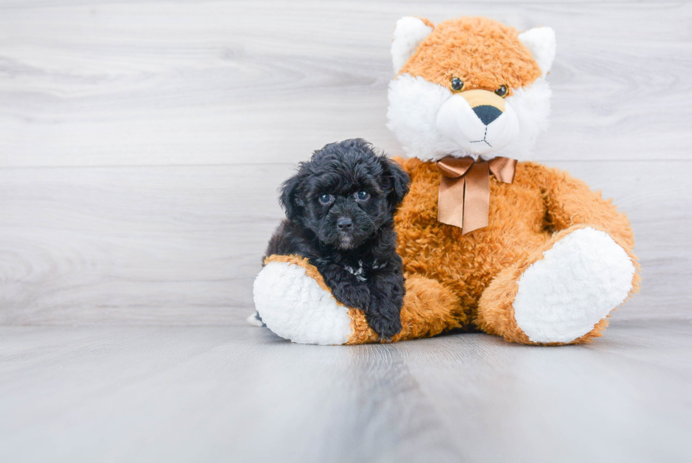 Hypoallergenic Aussiepoo Poodle Mix Puppy