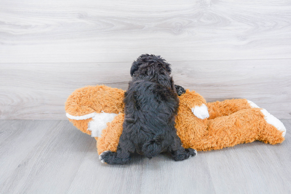 Fluffy Mini Aussiedoodle Poodle Mix Pup