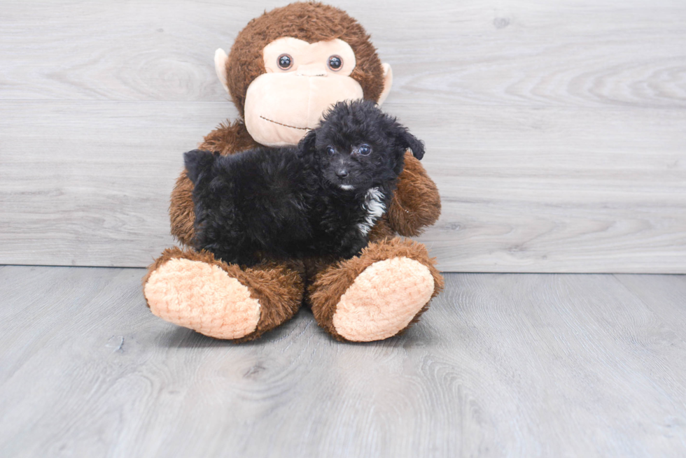 Playful Aussiepoo Poodle Mix Puppy