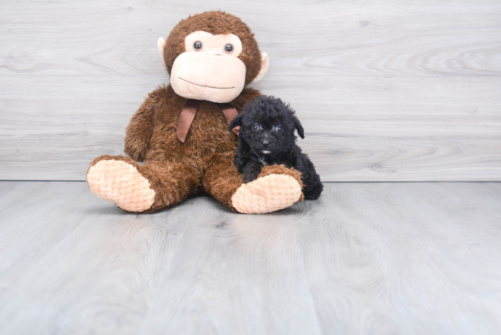 Little Aussiepoo Poodle Mix Puppy