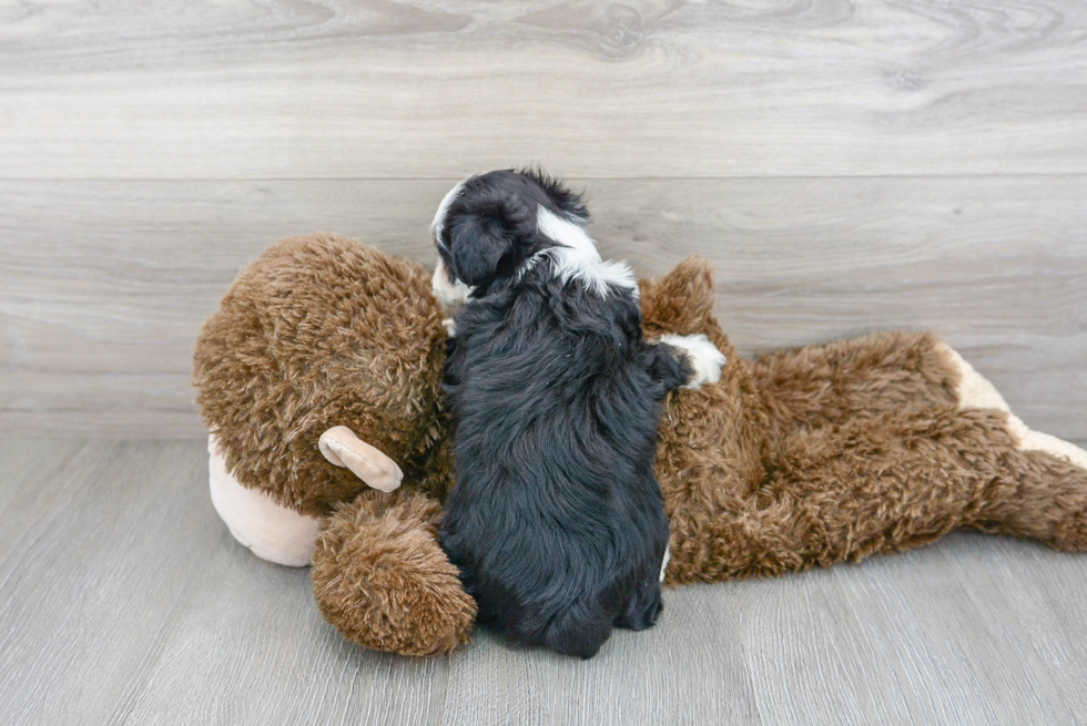 Playful Aussiepoo Poodle Mix Puppy