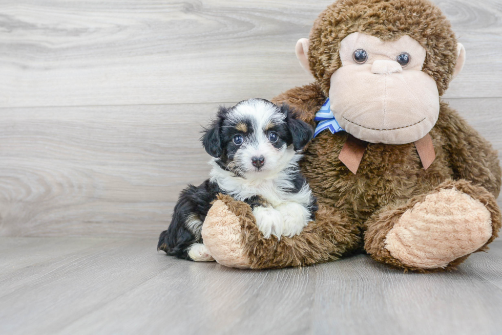 Energetic Aussiepoo Poodle Mix Puppy