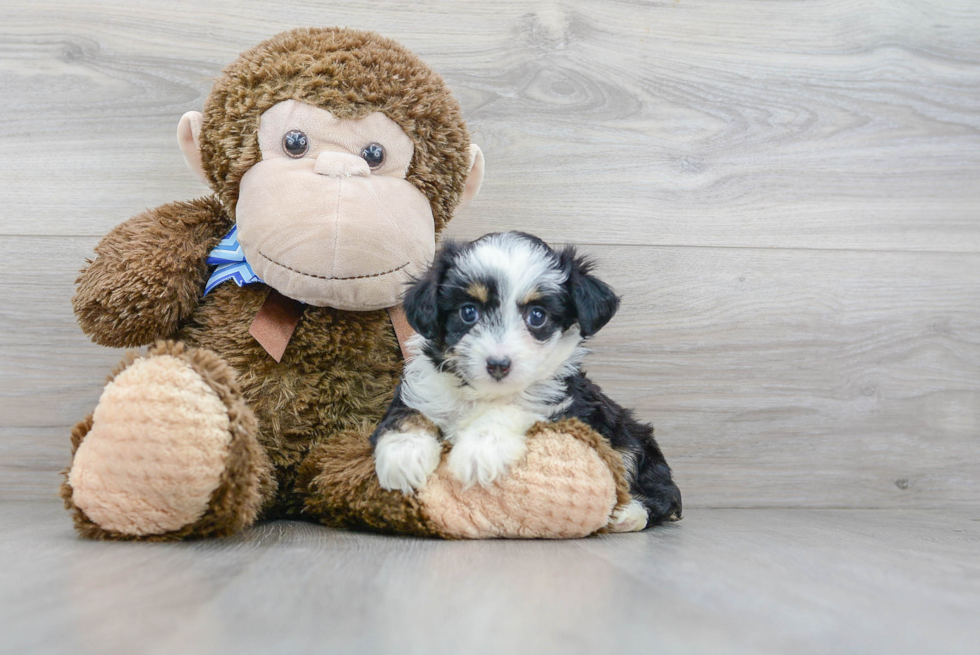 Happy Mini Aussiedoodle Baby