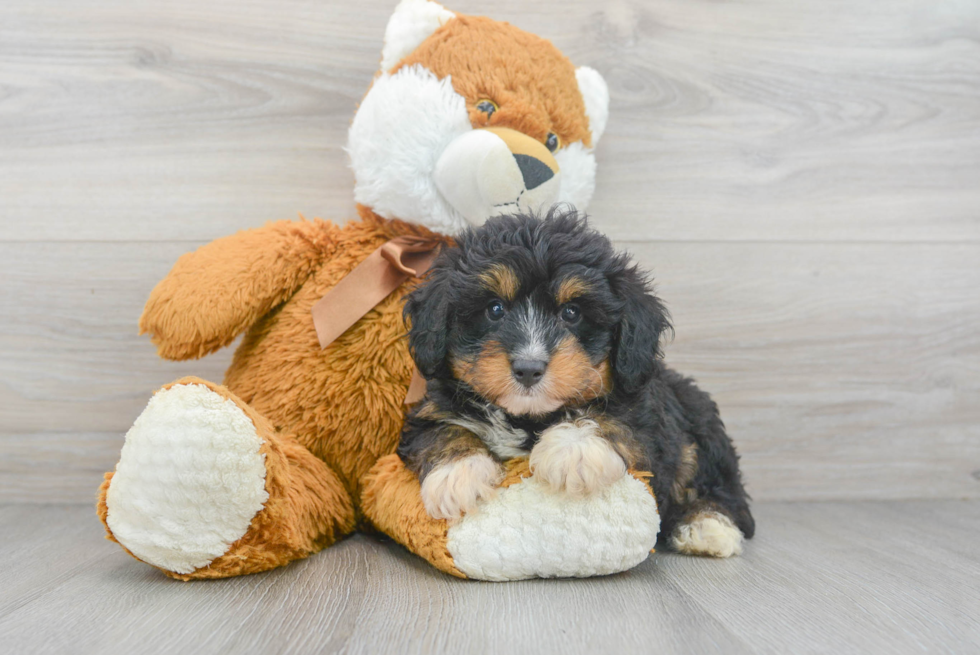 Mini Aussiedoodle Pup Being Cute