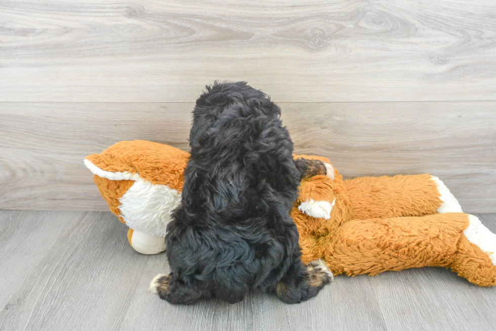 Best Mini Aussiedoodle Baby