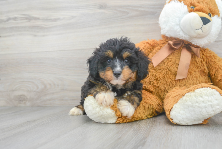 Best Mini Aussiedoodle Baby