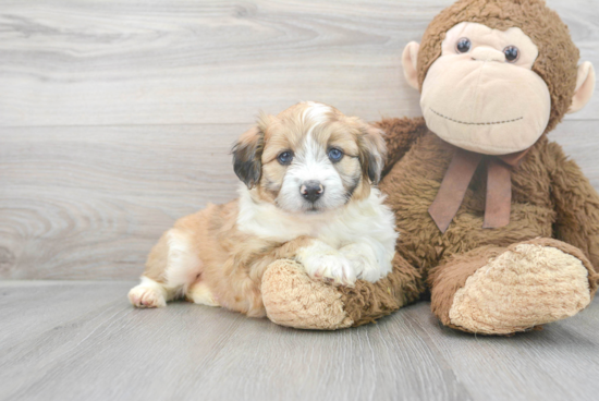 Best Mini Aussiedoodle Baby