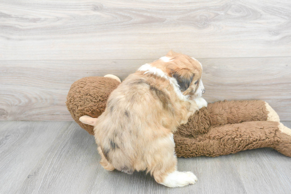 Cute Mini Aussiedoodle Baby