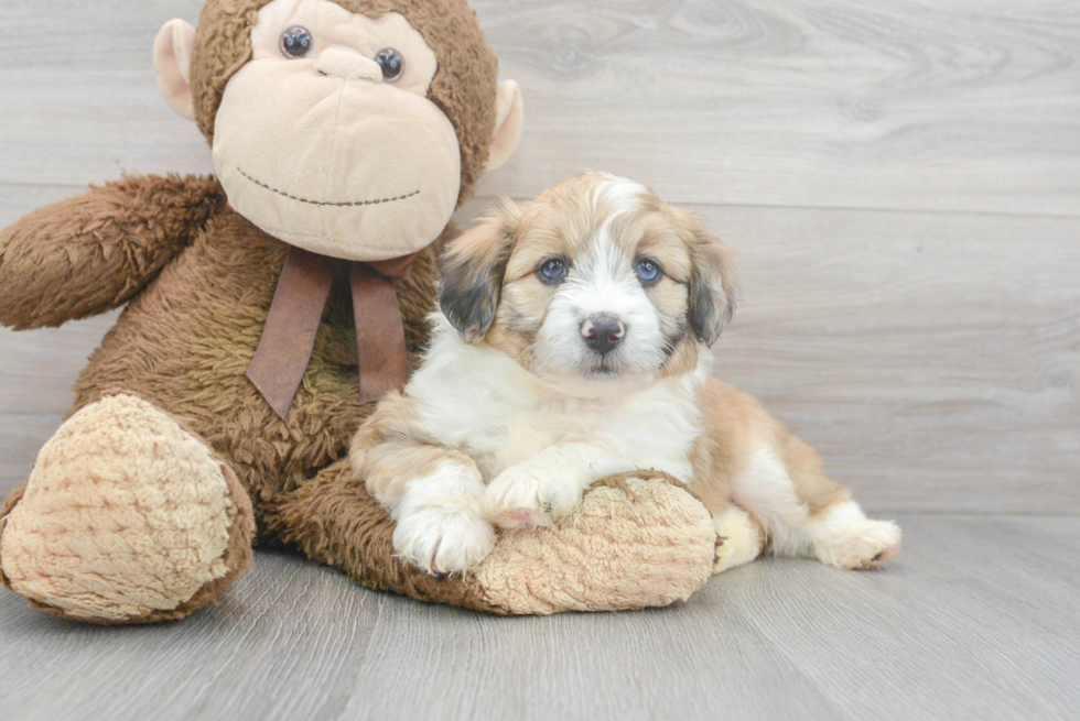 Petite Mini Aussiedoodle Poodle Mix Pup