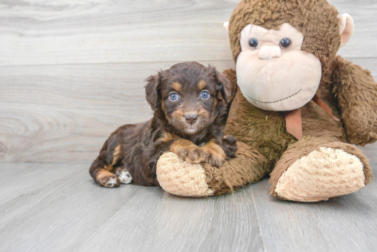 Smart Mini Aussiedoodle Poodle Mix Pup