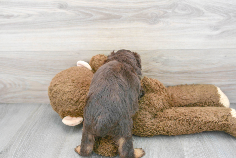 Mini Aussiedoodle Puppy for Adoption