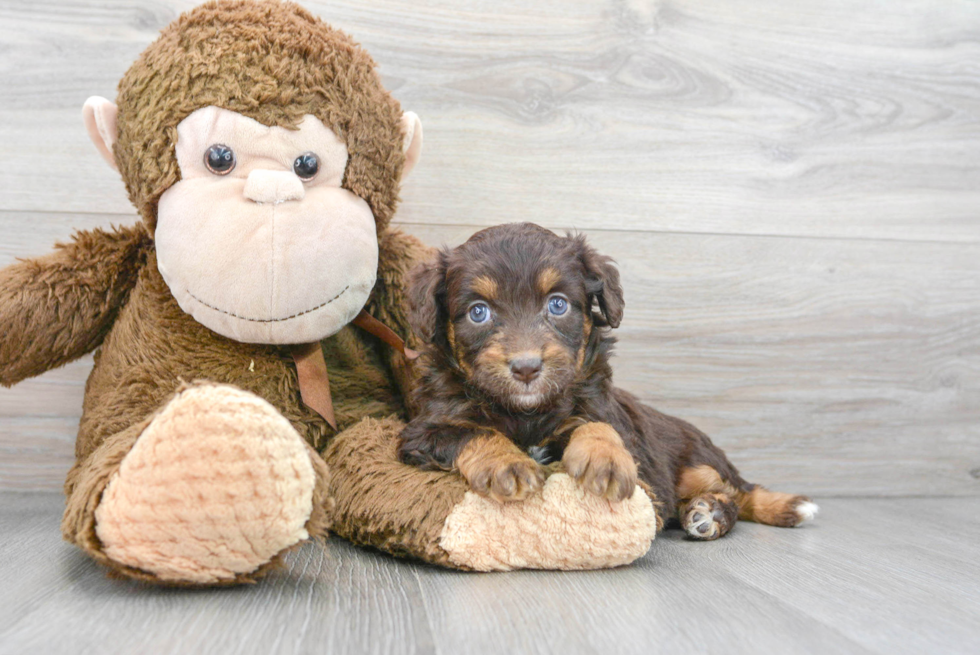 Happy Mini Aussiedoodle Baby