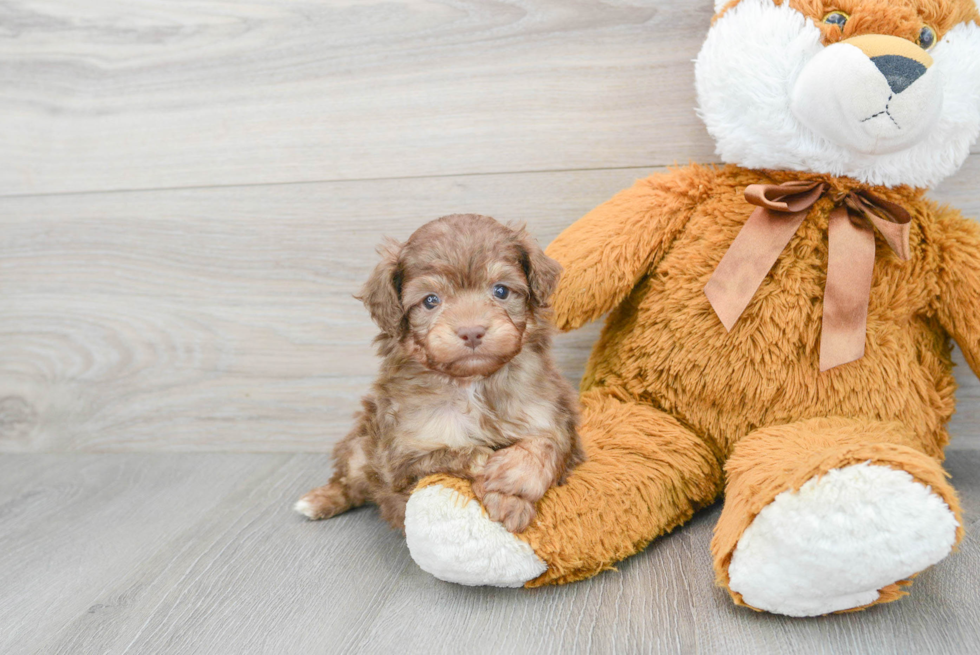 Mini Aussiedoodle Puppy for Adoption