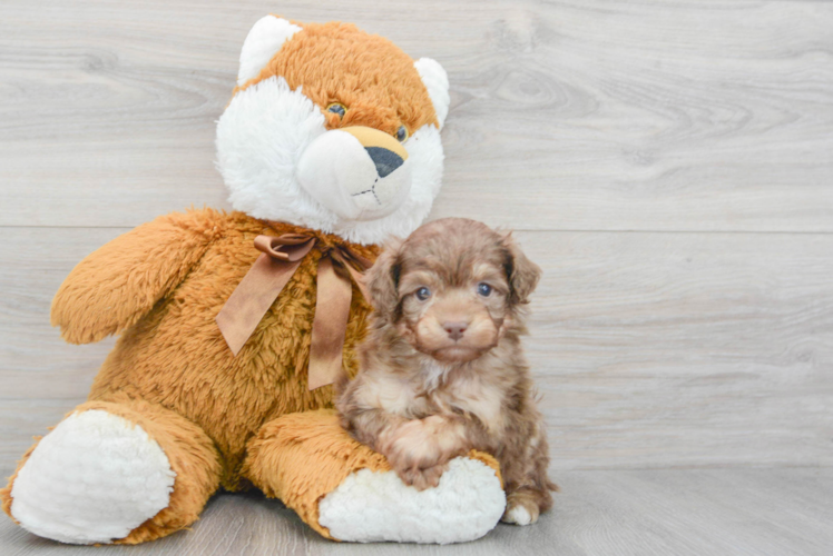 Playful Aussiepoo Poodle Mix Puppy