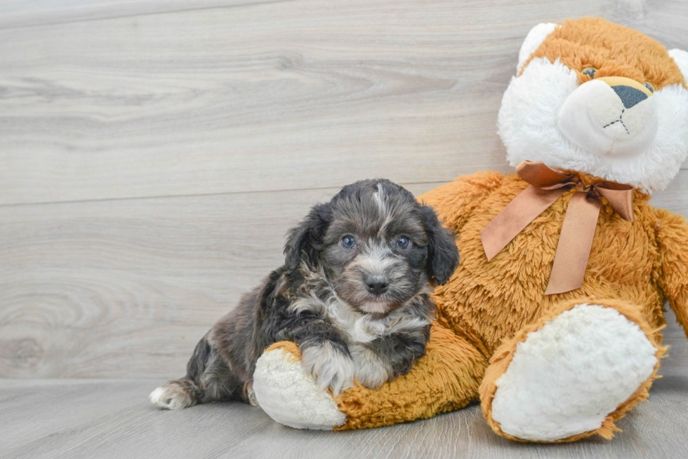 Best Mini Aussiedoodle Baby