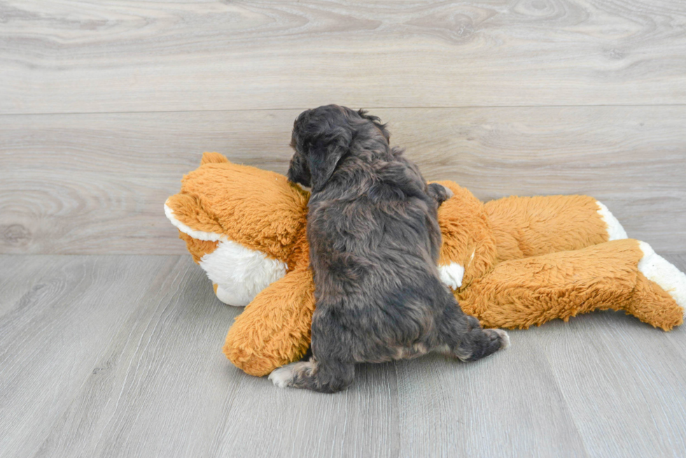 Mini Aussiedoodle Puppy for Adoption