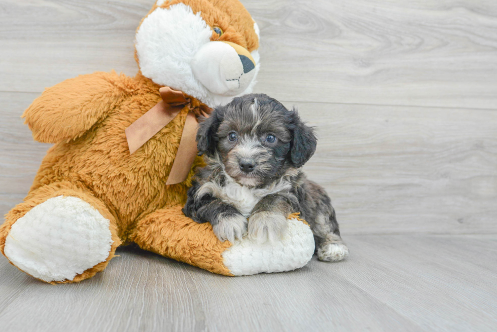 Fluffy Mini Aussiedoodle Poodle Mix Pup