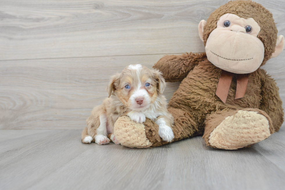Best Mini Aussiedoodle Baby