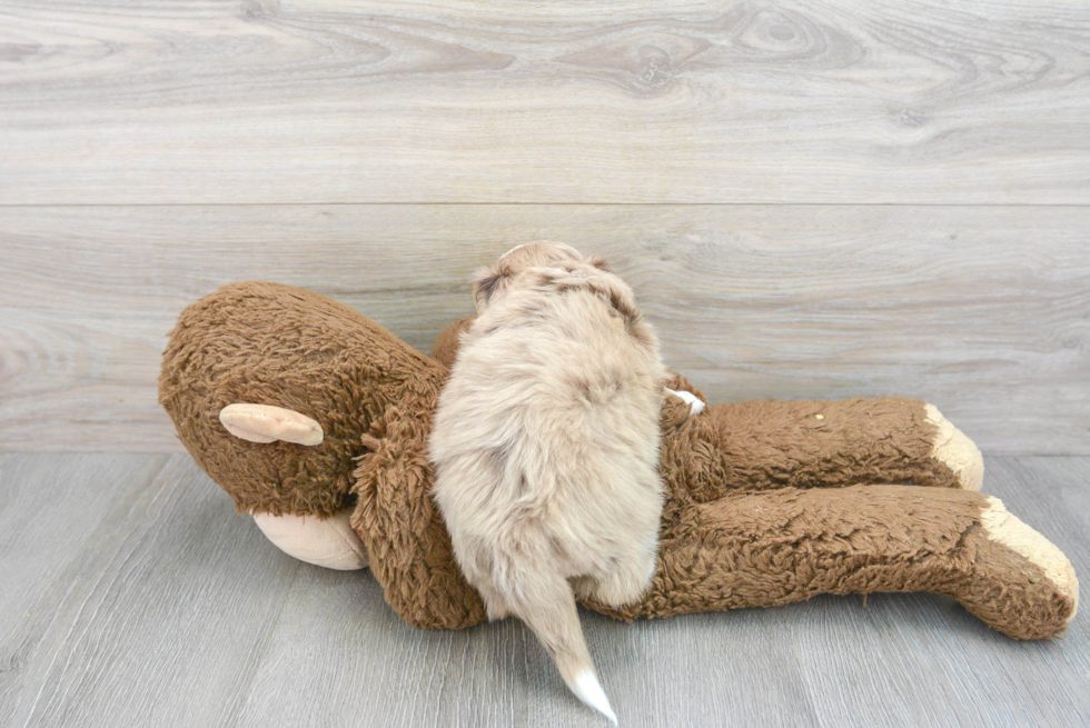 Mini Aussiedoodle Pup Being Cute
