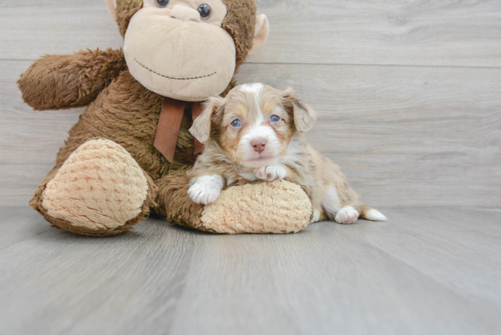 Fluffy Mini Aussiedoodle Poodle Mix Pup