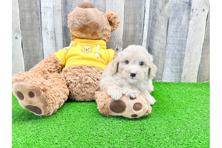 Smart Mini Aussiedoodle Poodle Mix Pup