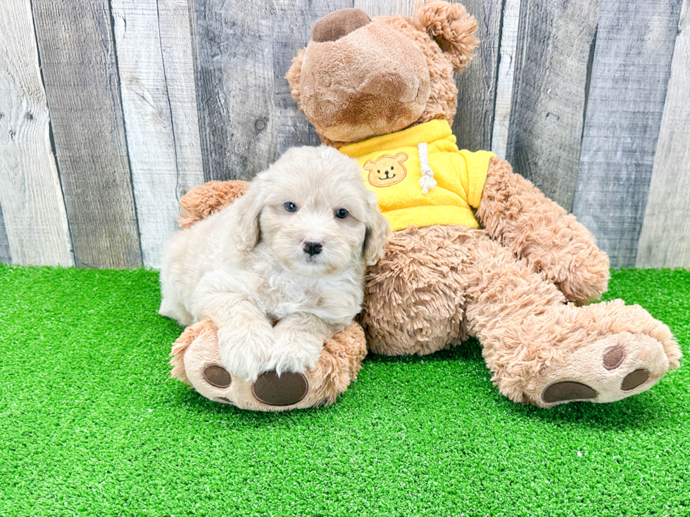 Best Mini Aussiedoodle Baby