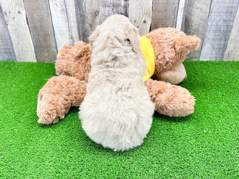 Mini Aussiedoodle Puppy for Adoption