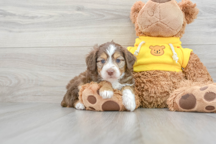 Mini Aussiedoodle Puppy for Adoption