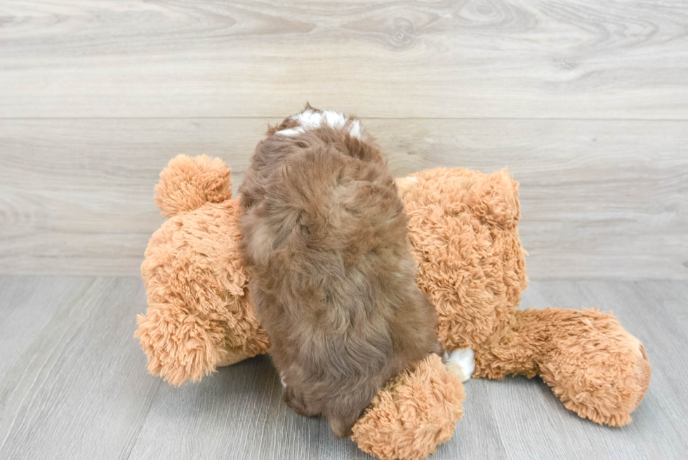Popular Mini Aussiedoodle Poodle Mix Pup