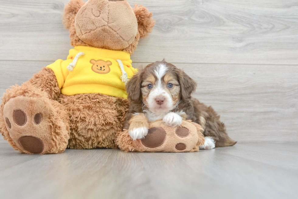 Happy Mini Aussiedoodle Baby