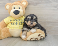 8 week old Mini Aussiedoodle Puppy For Sale - Premier Pups