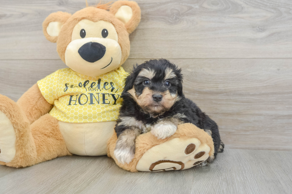 5 week old Mini Aussiedoodle Puppy For Sale - Premier Pups