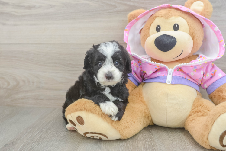 Mini Aussiedoodle Pup Being Cute