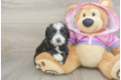 Mini Aussiedoodle Pup Being Cute