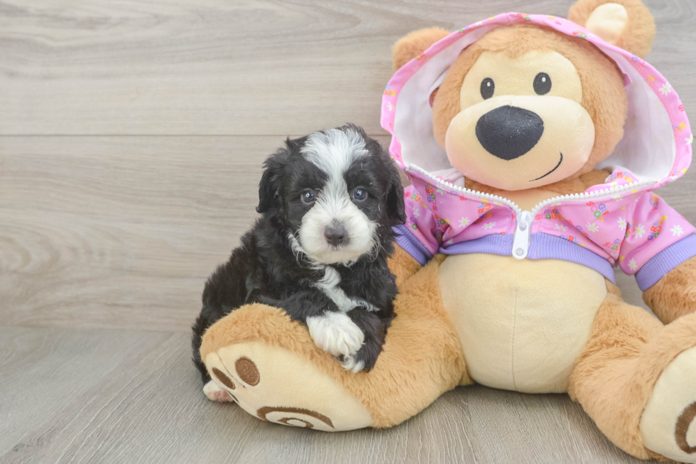 Mini Aussiedoodle Pup Being Cute